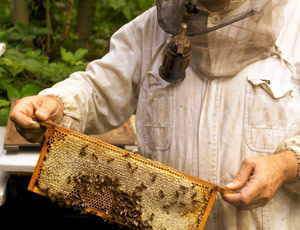 Пчеловодство - древнее занятие