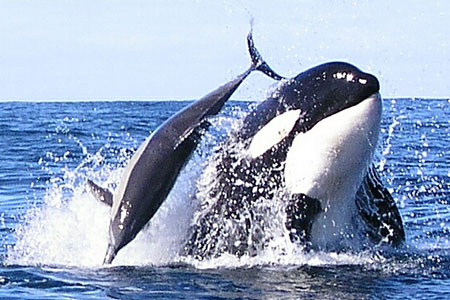 Квоты на вылов китов