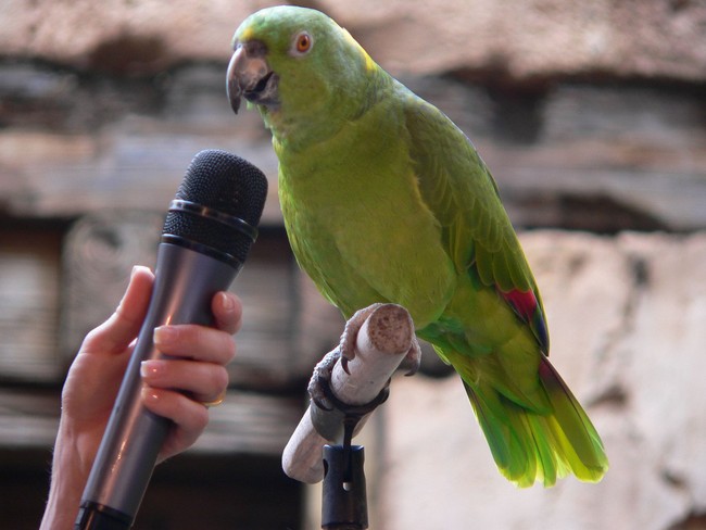 Способность попугаев общаться с людьми