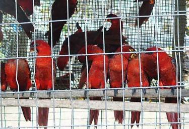 Незаконная торговля дикими птицами