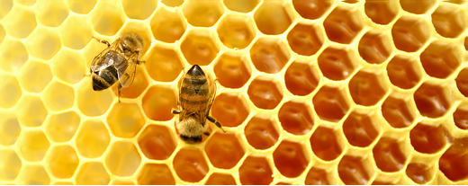 Как выбрать качественные продукты пчеловодства