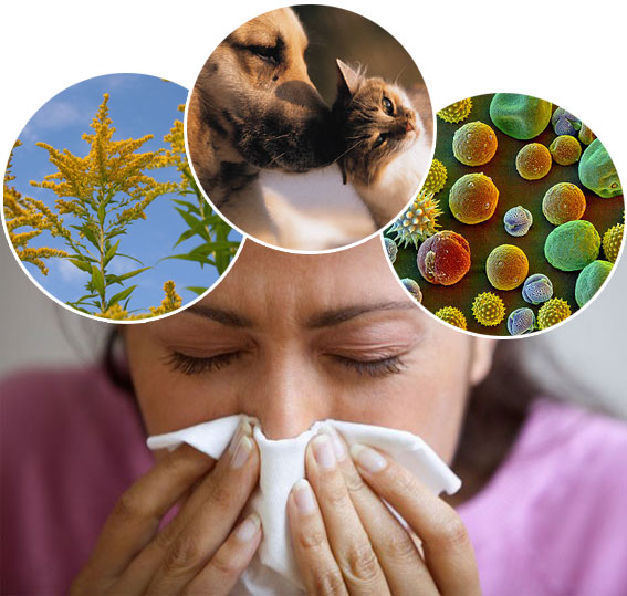 Аллергия - сверхчувствительность иммунной системы