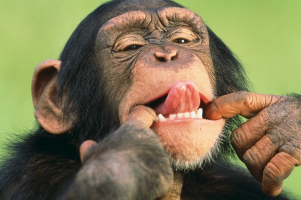 Сознательные жесты диких шимпанзе